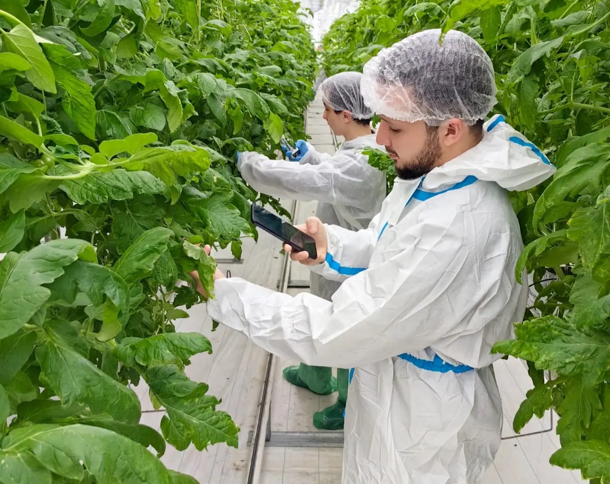 Агро-айти альянс: в «Эко-культуре» создают базу данных для «умной» защиты томатов