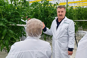 Агро-айти альянс: в «Эко-культуре» создают базу данных для «умной» защиты томатов