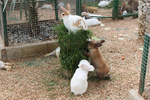 Благотворительная акция «Миссия: зоопарк»