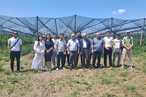 Учёные агровуза и НИИ поделились опытом в области селекции яблок