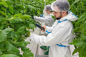 Агро-айти альянс: в «Эко-культуре» создают базу данных для «умной» защиты томатов