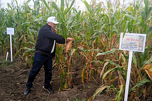 Вузом реализуется научно-технический проект по внедрению в производство отечественных сортов кукурузы