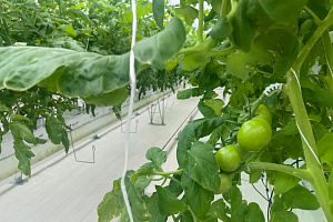 Агро-айти альянс: в «Эко-культуре» создают базу данных для «умной» защиты томатов