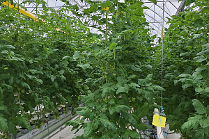 Будущие агрономы ознакомились с функционированием современной теплицы