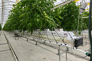 Агро-айти альянс: в «Эко-культуре» создают базу данных для «умной» защиты томатов