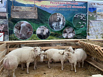 Перспективы развития отрасли овцеводства обсудили на XXIII Российской выставке племенных овец и коз